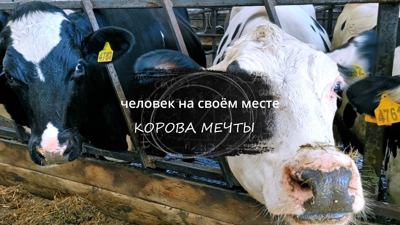 Корова мечты смотреть онлайн