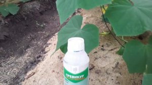 Превикур Энерджи. Как правильно использовать?? Когда?? #превикур #землядел #Выращивание