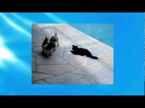 Кот-храбрец смотреть онлайн