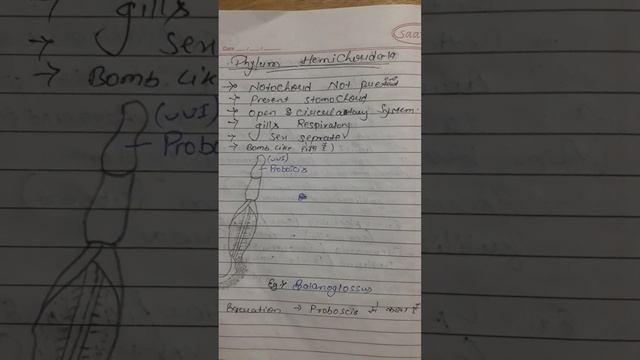 HEMICHORDATA || PARTS OF PHYLUM||#shortsvideo #shortsviral #umeed #neetbiology #chapter4. смотреть онлайн