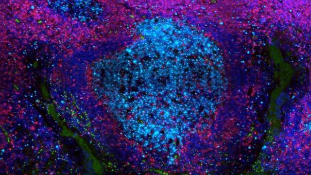 Visikol Multiplex Panel - DAPI, Granzyme B, CD3, Ki67, PanCK, CD8, CD68 смотреть онлайн