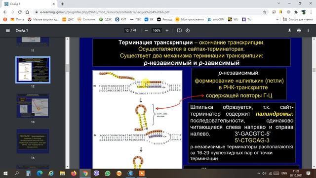 Терминация транскрипции смотреть онлайн