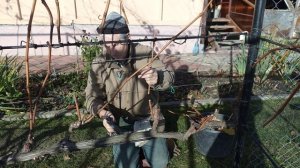 Обрезаю не укрывной виноград на беседке...