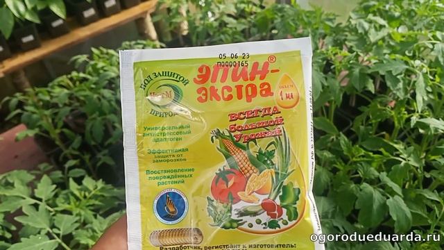 Как правильно использовать Эпин и Циркон для защиты рассады при возвратных заморозках