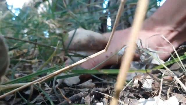 Грибалка. Осенние грибы в Астраханской области 2018 смотреть онлайн