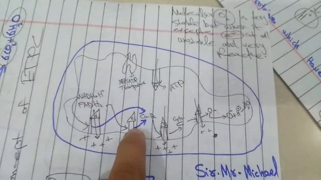 C CONCEPT OF ETC ELECTRON TRANSPORT CHAIN PART 3 смотреть онлайн