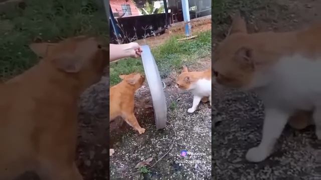 vkclips_20241114104409 смотреть онлайн