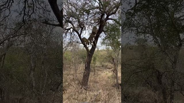 Командная работа воплощает мечту в реальность. смотреть онлайн