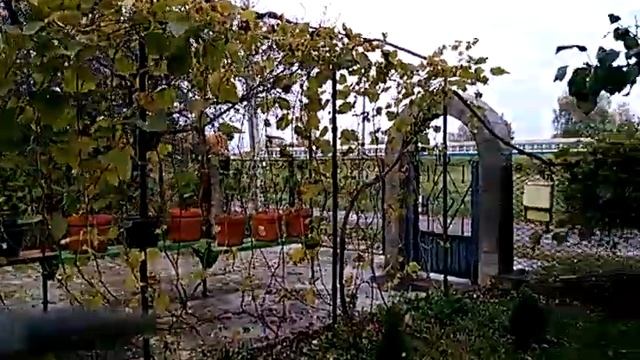 🌹 розы 🌹 в вёдрах.Петразаводску привет смотреть онлайн