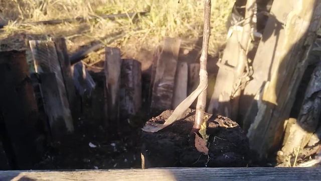 Посадка саженцев на склоне. 02.10.22.Сев.Казахстан.Ч.439. смотреть онлайн