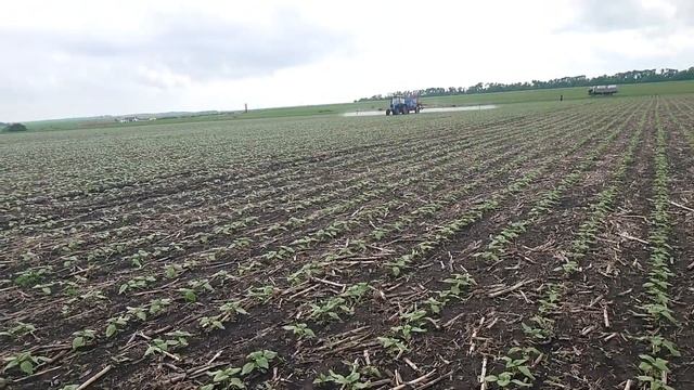 3.06.2020. Внесення Пульсар на соняшник Коломбі. смотреть онлайн