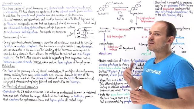 Synthesis of steroid hormones смотреть онлайн