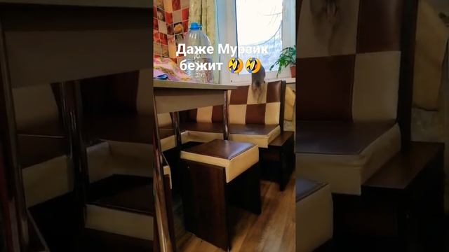 Тот самый звук для кошек 😍👍 смотреть онлайн