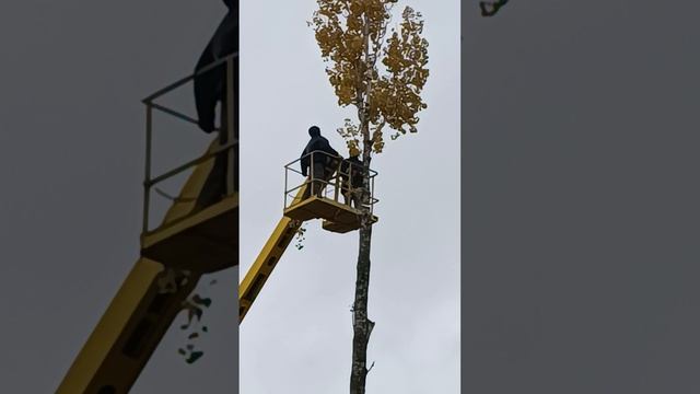 пилим валим