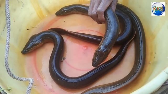 इसके फायदे जानकर आप हैरान रह जायेंगे смотреть онлайн