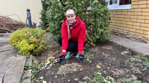 Очиток видный. Осенняя обрезка