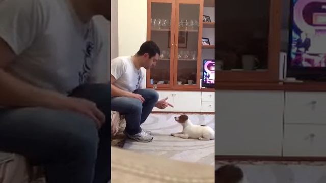 Jack russell B Watt impara comandi смотреть онлайн