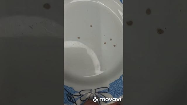 ТОМАТ ТАЙНЫЕ СОКРОВИЩА ВЕЧНОСТИ И ПОСАДКА ЕГО НА РАССАДУ.ОГОРОД НА КУБАНИ. shorts# смотреть онлайн