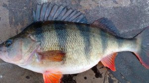 В этом году мы побили свои рекорды по количеству и размеру ловли основного речного хищника - окуня.