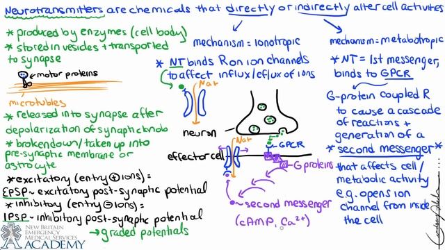 Neurotransmitters & Receptors смотреть онлайн
