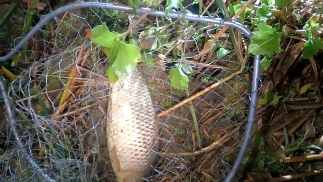 Забрались в глушь раскатную Рыбалка в Астрахани на сазана смотреть онлайн