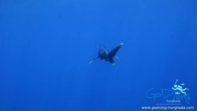 Oceanic whitetip shark Hurghada - Diving Hurghada TM смотреть онлайн
