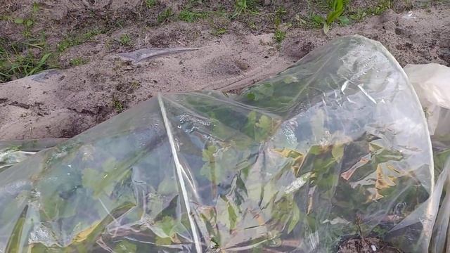 Виноград Велес под пленкой 30.04.2024 нарастил приличные побеги. А я все от заморозков его прячу. смотреть онлайн