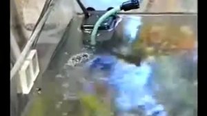 Аквариум в вашем доме