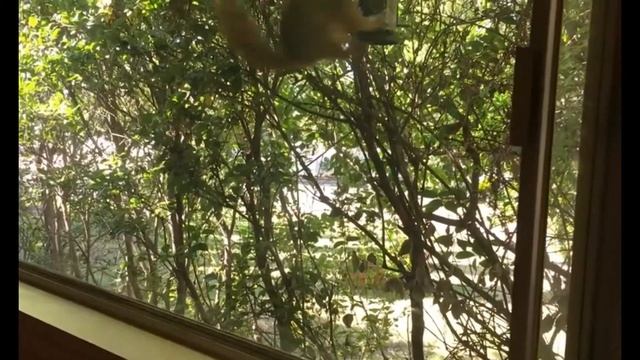 Потешная белка советуем поглядеть | Приколы до слез - Collab #110 смотреть онлайн