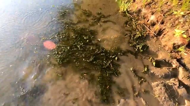 Летняя рыбалка на сазана в Астрахани ПОХОД В ДЕЛЬТУ НА ОСТРОВА смотреть онлайн