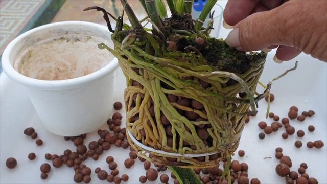 pH levels & root health self watering set up | Repot | pH reading before & after Repot #ninjaorchid смотреть онлайн