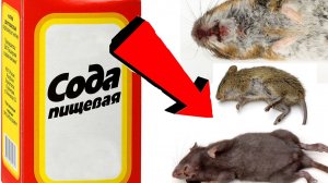 Как избавиться от крыс За 3 Секунды!