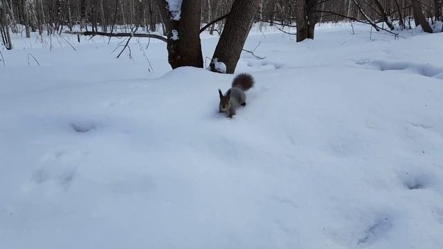 Умная белка в лесу смотреть онлайн