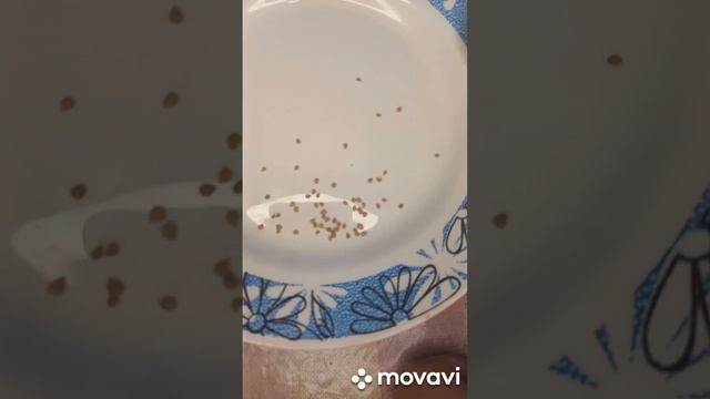 ПОСАДКА НА РАССАДУ ТОМАТА ИЗЯЩНЫЕ ПАЛЬЧИКИ. ОГОРОД НА КУБАНИ. shorts# смотреть онлайн