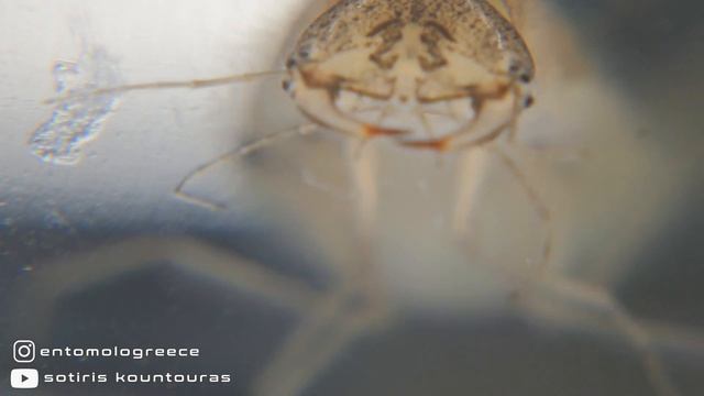 Cybister (Diving Beetle) Larvae смотреть онлайн