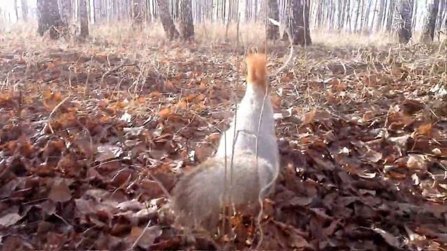 Белка смотреть онлайн