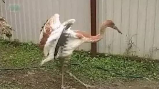 Кто такие стерхи? смотреть онлайн