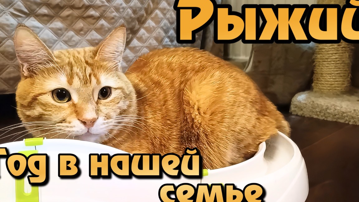 Рыжий. Год в нашей семье. смотреть онлайн