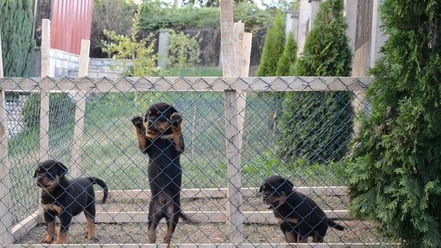 PUPPY ROTTWEILER VOM ZICHAUS VOM JOLACIC смотреть онлайн