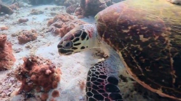 Жизнь под водой