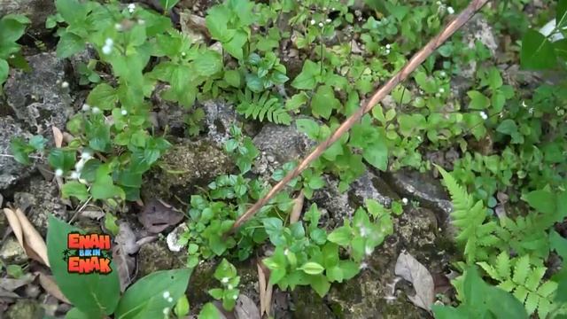 Mengolah Cecer Kempes Alias Sirih Cina | ENAH BIKIN ENAK (20/09/22) Part 4 смотреть онлайн