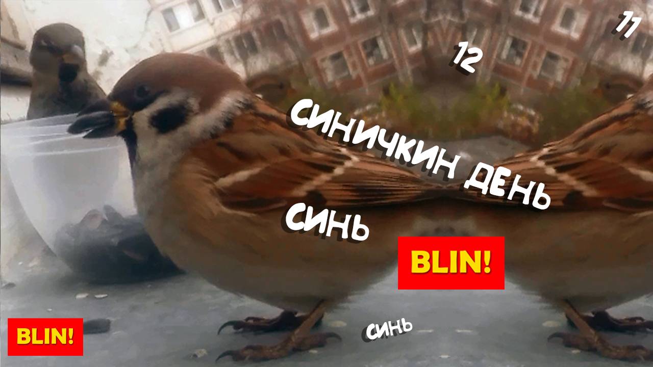 Полевой воробей на открытой кормушке