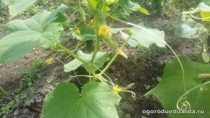 Показываю и рассказываю про сорт огурцов «Щедрик»