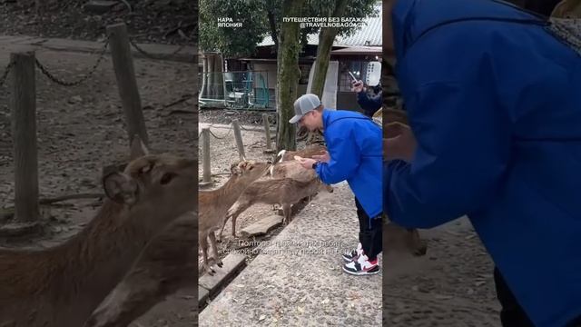 Город тысячи оленей — Нара в Японии смотреть онлайн
