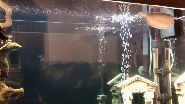 3 февраля 2021 г. Arowana tank 200 l, арованна аквариум смотреть онлайн