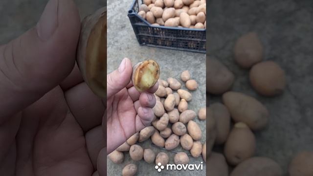 СЕМЕННОЙ КАРТОФЕЛЬ АДРЕТТА. ЭТО ФИАСКО!!! ОГОРОД НА КУБАНИ. shorts# смотреть онлайн