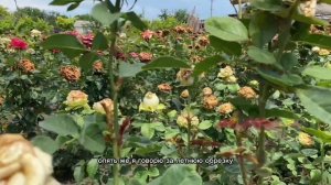 Правильная обрезка РОЗ после первого цветения ЛЕТОМ