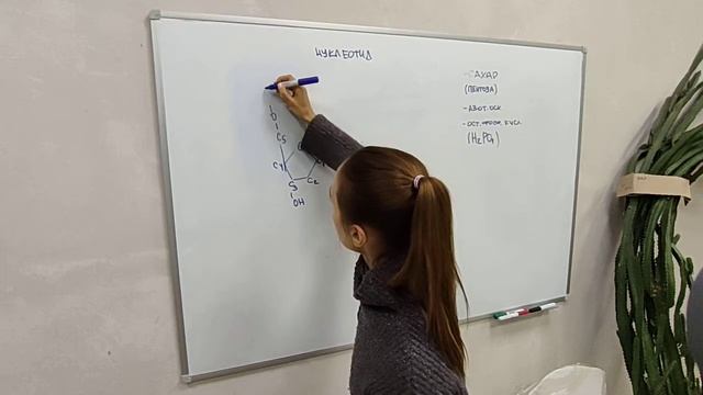 Нуклеиновые кислоты 1