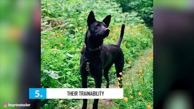 Taiwan Dog - Top 10 Facts (Formosan Mountain Dog) смотреть онлайн