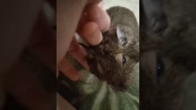чешу Роки белку дегу ❤️🥰 смотреть онлайн